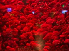 -太平洋海底世界