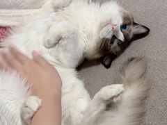 -达爱动物医院·犬猫分区·CT·复杂眼科(远洋山水分院)