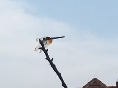 -星巴克臻选(思南公馆店)