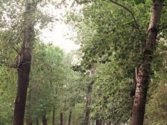 -广州市石门国家森林公园