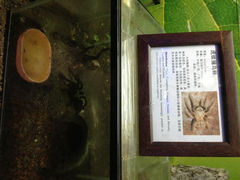 3.2-上海大自然野生昆虫馆