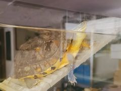 -灵龟之家百象馆(百象馆联合旗舰店)