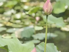 -洛阳市隋唐城遗址植物园