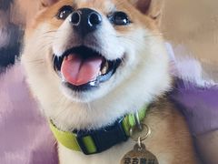 -柴犬高等学院·狗咖·柴犬售卖·宠物训练