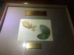 -上海昆虫博物馆