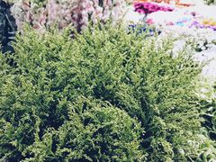 -双季花艺园艺市场(浦东店)