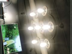 -猫头鹰炸鸡