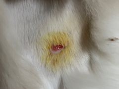 -创凡宠物医院·骨专科  猫科中心(西乡分院)