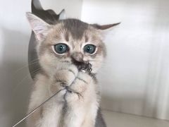 -东方名猫馆·英短金渐层布偶猫舍(环线广场1号楼店)