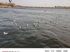 -包头南海湿地景区