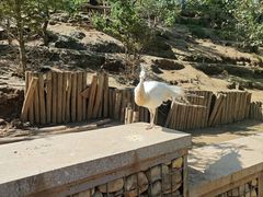 -青藏高原野生动物园