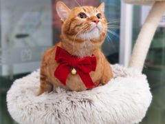 -爱洗澡的猫(天河路店)