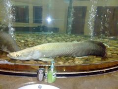 男WC的鱼-肇庆奥威斯酒店