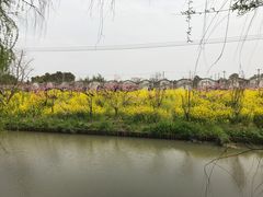 -南汇桃花村