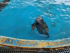 -芜湖新华联大白鲸海洋公园