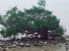 -深圳湾公园(南山区)