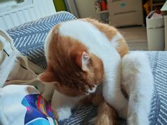 -纳吉亚猫专科动物诊疗中心(蒋宅口分院)