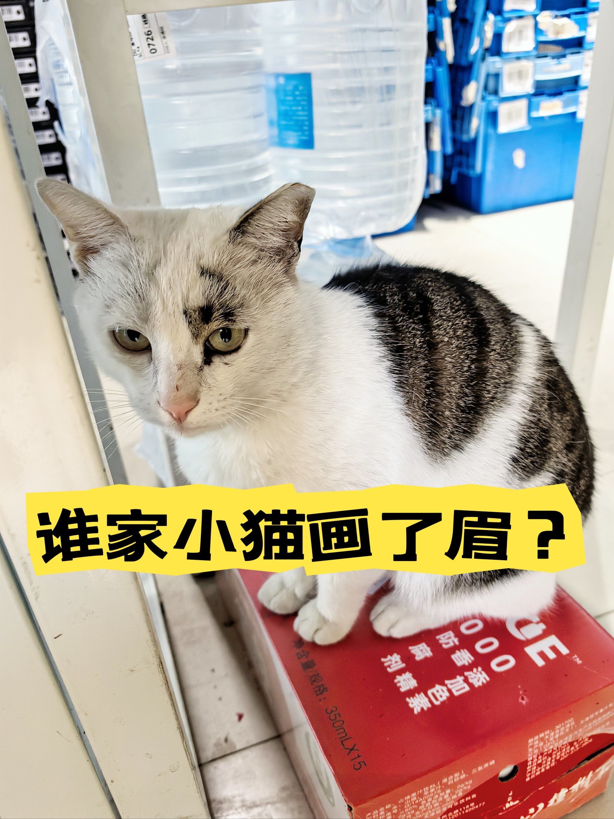 谁家小猫画了眉?