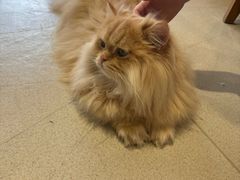 -藏猫猫咖啡主题馆(中央大道店)