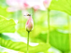 -上海鲜花港