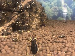 -上海大自然野生昆虫馆(东方明珠·爬宠昆虫探索中心)