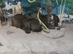 -海合安武汉极地海洋公园