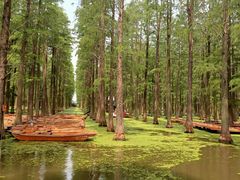 -渌洋湖湿地公园