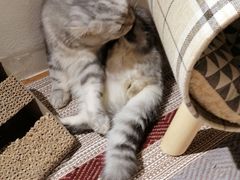 -猫友咖啡店(玉林西路店)