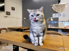-平行世界·猫咖(首经贸店)