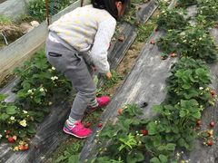 -喜杨洋草莓采摘园