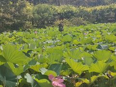 -嘉定紫藤园