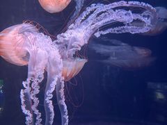 -欢乐海岸海洋奇梦馆