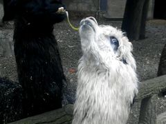 android_upload_pic-昆明动物园