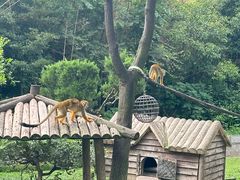 -上海野生动物园
