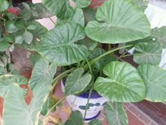 -托斯卡纳烘焙意大利餐厅(五天地店)