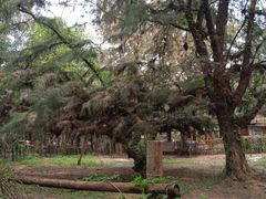 -北海金海湾红树林生态旅游区