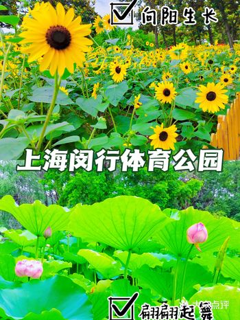 魔都夏季赏花推荐️闵行体育公园