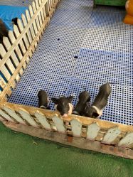 -萌宠亲子动物乐园(槐房万达店)