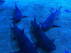 -成都浩海立方海洋公园