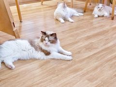 -滚猫咖啡·猫咖·猫友好撸猫(未来城店)
