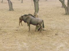 景点-西安秦岭野生动物园