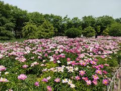 -毛遂公园
