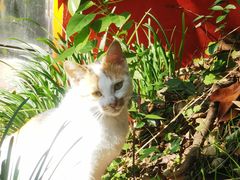 -上海佘山国家森林公园西佘山园