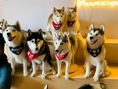 -Husky Go! 哈士奇体验馆·宠物咖啡厅狗咖