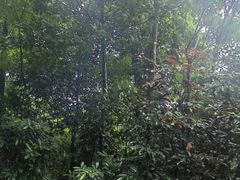 -深圳仙湖植物园
