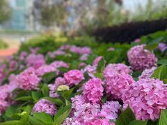 -北外滩滨江绿地