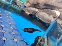 -海合安成都极地海洋公园