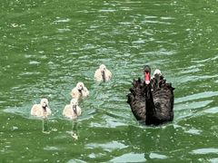 -比格比萨自助(万柳华联店)