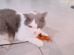-Heymao猫咖.咖啡厅(东门店)