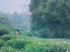 -西湖风景区十里琅珰-五云山